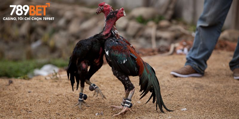 đá gà 789bet